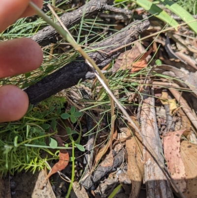 Diplodium sp. (A Greenhood) at Namadgi National Park - 27 Jan 2022 by WalterEgo