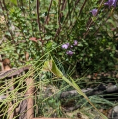 Diplodium sp. at Cotter River, ACT - suppressed