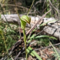 Diplodium sp. at Cotter River, ACT - 27 Jan 2022