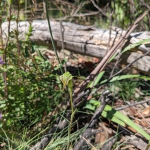 Diplodium sp. at Cotter River, ACT - suppressed