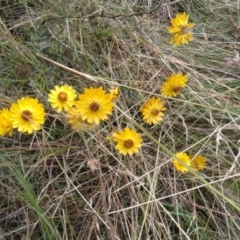 Xerochrysum viscosum (Sticky Everlasting) at Jerrabomberra, ACT - 28 Jan 2022 by CallumBraeRuralProperty