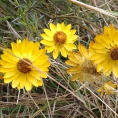 Xerochrysum viscosum at Jerrabomberra, ACT - 28 Jan 2022