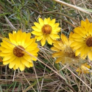 Xerochrysum viscosum at Jerrabomberra, ACT - 28 Jan 2022