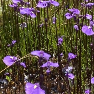 Utricularia dichotoma at Cotter River, ACT - 27 Jan 2022