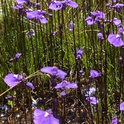 Utricularia dichotoma (Fairy Aprons, Purple Bladderwort) at Namadgi National Park - 27 Jan 2022 by RAllen