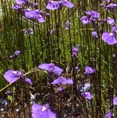 Utricularia dichotoma (Fairy Aprons, Purple Bladderwort) at Cotter River, ACT - 27 Jan 2022 by RAllen
