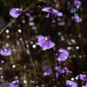 Utricularia dichotoma at Cotter River, ACT - 27 Jan 2022