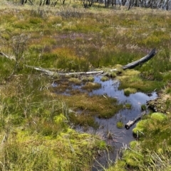 Utricularia dichotoma at Cotter River, ACT - 27 Jan 2022