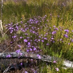 Utricularia dichotoma at Cotter River, ACT - 27 Jan 2022 01:45 PM