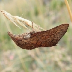 Entometa fervens at Aranda Bushland - 28 Jan 2022 by CathB