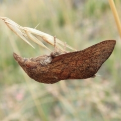 Pararguda rufescens (Rufous Snout Moth) at Cook, ACT - 28 Jan 2022 by CathB