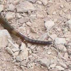 Oligochaeta (class) (Unidentified earthworm) at Lake Burley Griffin West - 27 Jan 2022 by ConBoekel