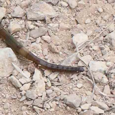 Oligochaeta (class) (Unidentified earthworm) at Lake Burley Griffin West - 27 Jan 2022 by ConBoekel