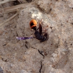Eumeninae (subfamily) (Unidentified Potter wasp) at Murrumbateman, NSW - 31 Jan 2022 by SimoneC