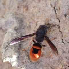 Eumeninae (subfamily) at Murrumbateman, NSW - 31 Jan 2022