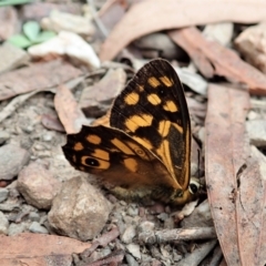 Heteronympha paradelpha (Spotted Brown) at Molonglo Valley, ACT - 28 Jan 2022 by CathB