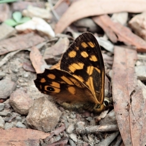 Heteronympha paradelpha at Molonglo Valley, ACT - 28 Jan 2022 11:29 AM