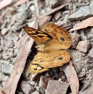 Heteronympha paradelpha at Molonglo Valley, ACT - 28 Jan 2022