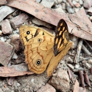 Heteronympha paradelpha at Molonglo Valley, ACT - 28 Jan 2022 11:29 AM