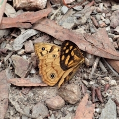 Heteronympha paradelpha at Molonglo Valley, ACT - 28 Jan 2022