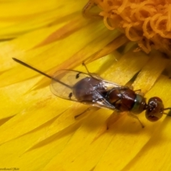 Megastigmus sp. (genus) (Parasitic wasp) at Acton, ACT - 28 Jan 2022 by Roger