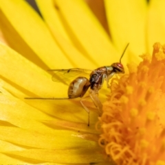 Megastigmus sp. (genus) at Acton, ACT - 28 Jan 2022