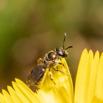 Lasioglossum (Homalictus) ctenander at GG13 - 28 Jan 2022 by Roger