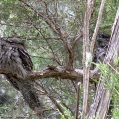 Podargus strigoides (Tawny Frogmouth) at Acton, ACT - 28 Jan 2022 by Roger