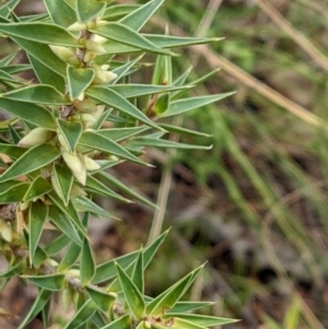 Melichrus urceolatus at Watson, ACT - 28 Jan 2022 10:29 AM