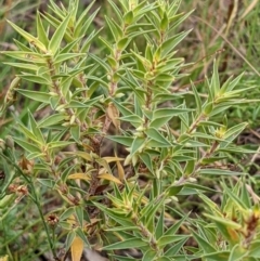 Melichrus urceolatus at Watson, ACT - 28 Jan 2022 10:29 AM