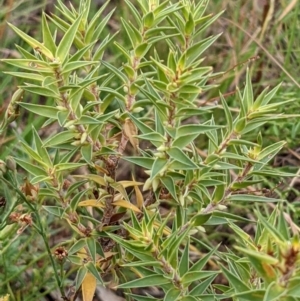 Melichrus urceolatus at Watson, ACT - 28 Jan 2022 10:29 AM