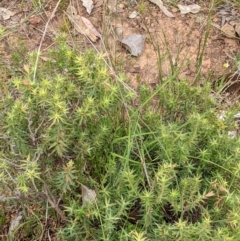 Melichrus urceolatus at Watson, ACT - 28 Jan 2022