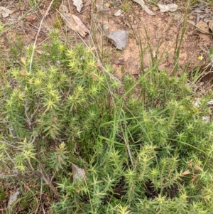 Melichrus urceolatus at Watson, ACT - 28 Jan 2022