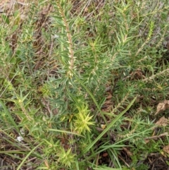 Melichrus urceolatus at Watson, ACT - 28 Jan 2022