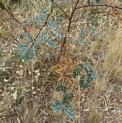 Indigofera australis subsp. australis (Australian Indigo) at Mount Majura - 27 Jan 2022 by abread111