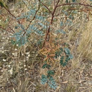 Indigofera australis subsp. australis at Watson, ACT - 28 Jan 2022