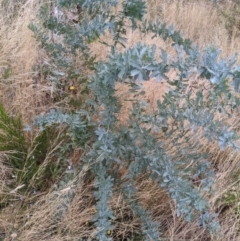 Acacia baileyana (Cootamundra Wattle, Golden Mimosa) at Watson, ACT - 28 Jan 2022 by abread111