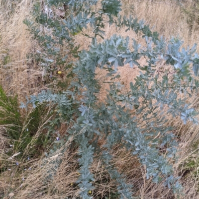 Acacia baileyana (Cootamundra Wattle, Golden Mimosa) at Mount Majura - 27 Jan 2022 by abread111