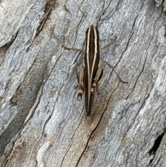 Macrotona australis (Common Macrotona Grasshopper) at Watson, ACT - 27 Jan 2022 by abread111