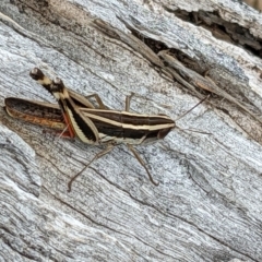 Macrotona australis at Watson, ACT - 28 Jan 2022 10:53 AM