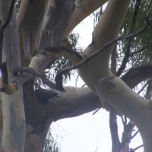 Callocephalon fimbriatum at Hughes, ACT - 28 Jan 2022