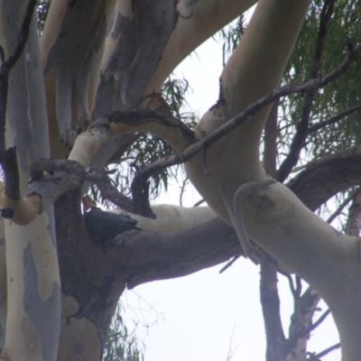 Callocephalon fimbriatum (Gang-gang Cockatoo) at GG295  - 28 Jan 2022 by MichaelMulvaney