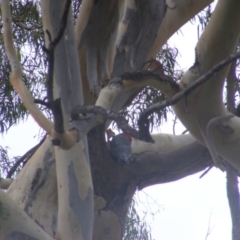 Callocephalon fimbriatum at Hughes, ACT - 28 Jan 2022