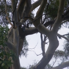 Callocephalon fimbriatum at Hughes, ACT - 28 Jan 2022