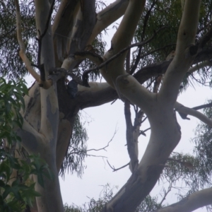 Callocephalon fimbriatum at Hughes, ACT - suppressed