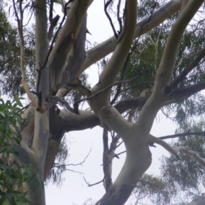 Callocephalon fimbriatum at Hughes, ACT - 28 Jan 2022