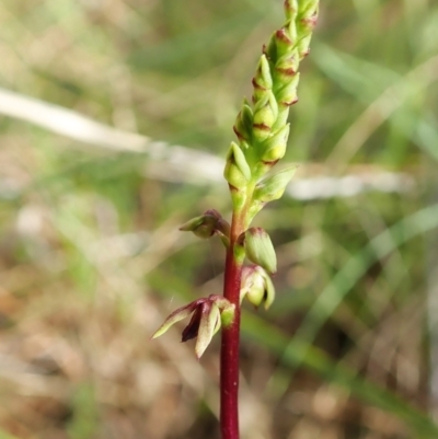 Corunastylis clivicola (Rufous midge orchid) at Mount Painter - 26 Jan 2022 by CathB