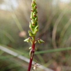 Corunastylis clivicola at Cook, ACT - suppressed