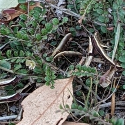 Bossiaea buxifolia (Matted Bossiaea) at Mount Majura - 28 Jan 2022 by abread111