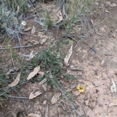 Bossiaea buxifolia at Watson, ACT - 28 Jan 2022 11:24 AM